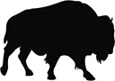 Bison